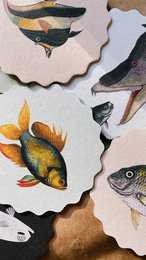 Untersetzer/Coaster 10 Motive Fische - 12 Sets