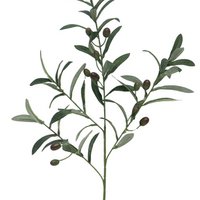 Olijftak - Groen - 70cm