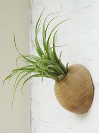 Hemisphere - Light Oak
