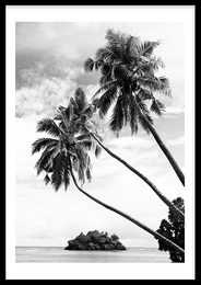 Black and white image of palm trees against a cloudy sky. Suitable for wall art.