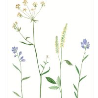 postcard | Mountain flowers lilac