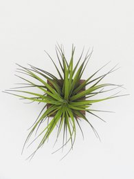 Cubo - Roble Oscuro