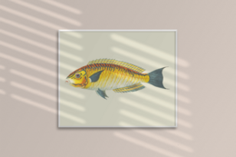 Gul fisk