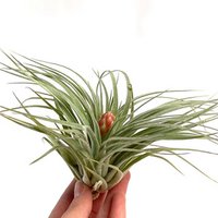 Tillandsia Cotton Candy