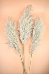 Tall, fluffy pampas plumes in natural color, measuring 100cm in length, made from the Cortaderia plant.