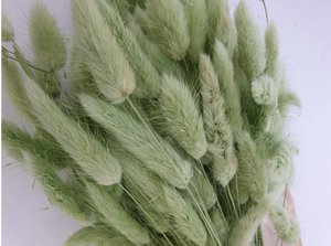 Lagurus Dalio titaniet 100 gr