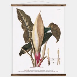 Large botanical wall chart featuring tropical leaves in shades of green, brown, and pink. The chart has a vintage, scientific illustration style.