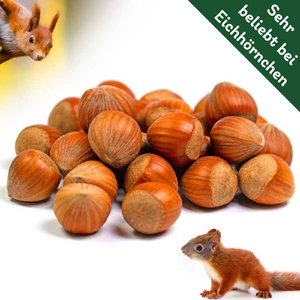 Eichhörnchen Haselnüsse 2kg