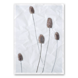 Dried teasel wall art in various sizes and finishes, featuring a natural, rustic aesthetic with a focus on the unique texture and shape of the teasel flowers.