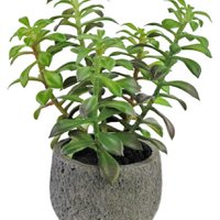 Kunst vetplant in sierpot 25 cm