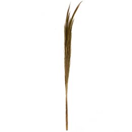 A bundle of 25 natural hay stalks in a decorative glass vase, suitable for home decor.