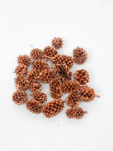 Getrocknete Kupferkätzchen Birke