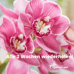Rasenmax Orchideendünger Tabs - 20 Stück