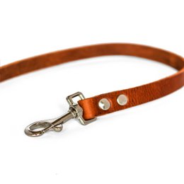 Nessun guinzaglio per cani confusi | Marrone