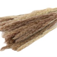 Fluffy pampas - per bos  - 70 cm - naturel - droogbloemen