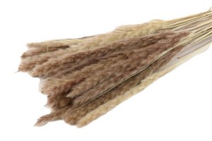 Flauschige Pampa - pro Bund - 70 cm - natürlich getrocknete Blüten