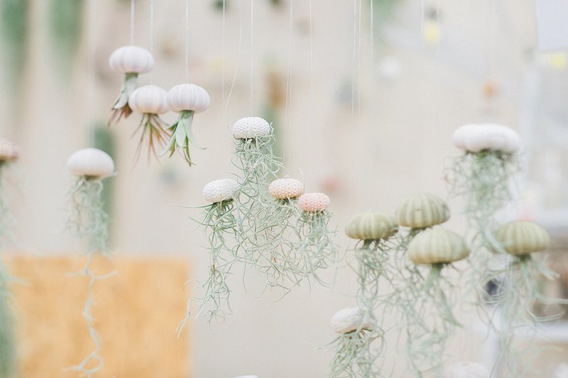 Airplantshop - 1