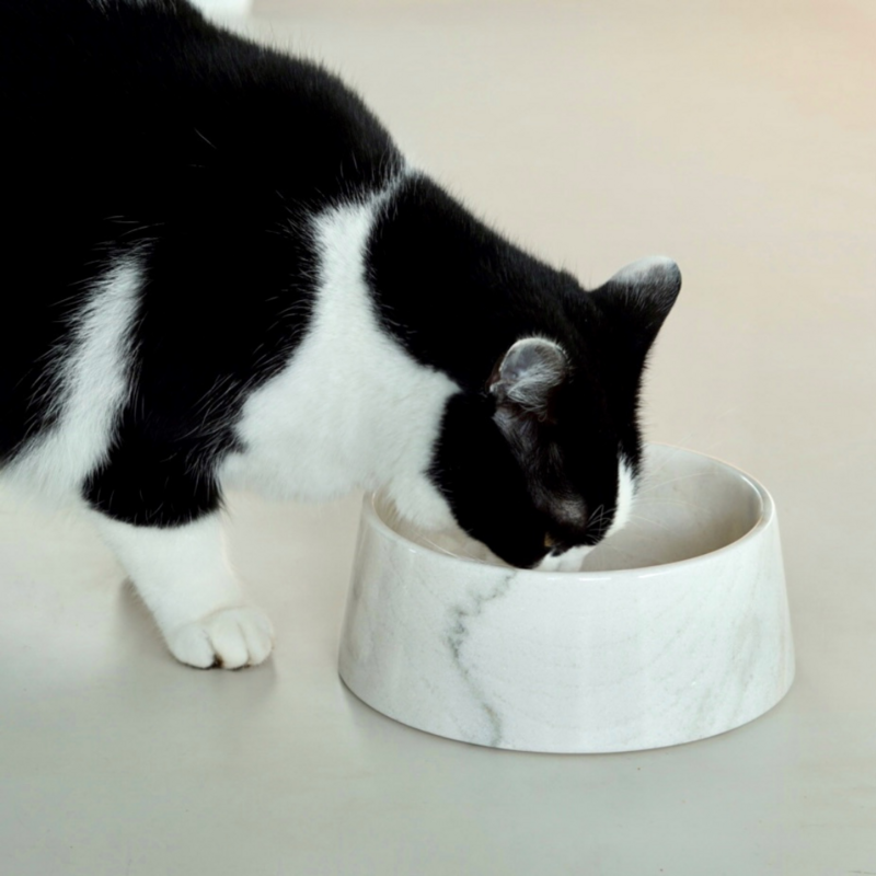 STUDIO ANIMAUX - 5