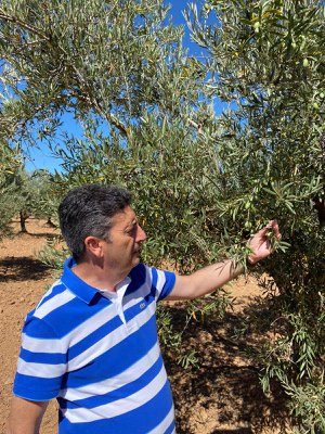 ACEITES EL TILO