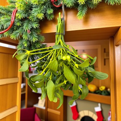 AuricMistel
