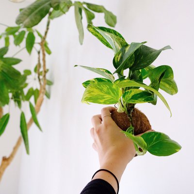 Kokedami Plants