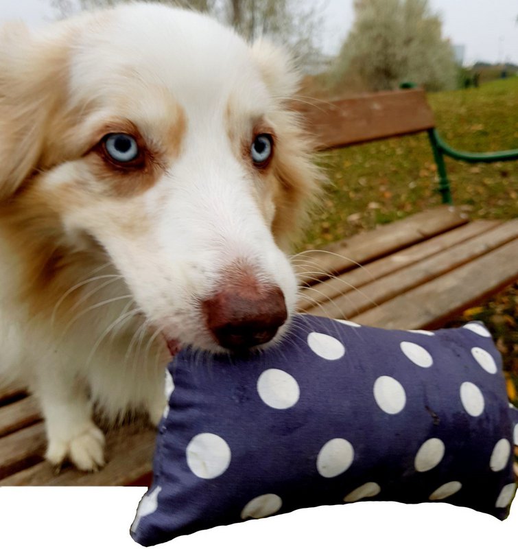 Dog Filou's® - 4
