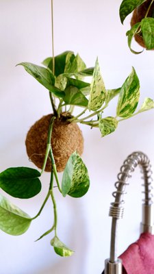 Kokedami Plants