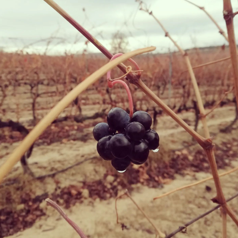 Viñedos y Bodegas Lyng - 3