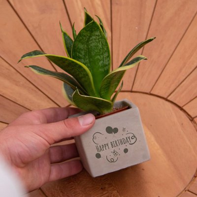 Promoplants