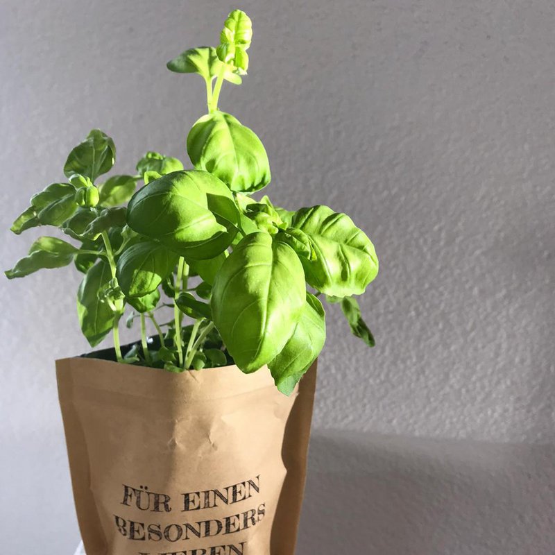 Junger Spross - 1