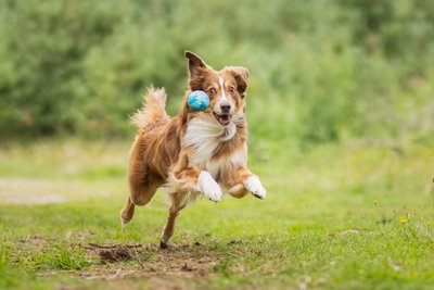 WOLTERS cat & dog GmbH
