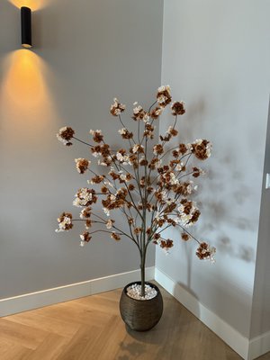 Flower Ambiance