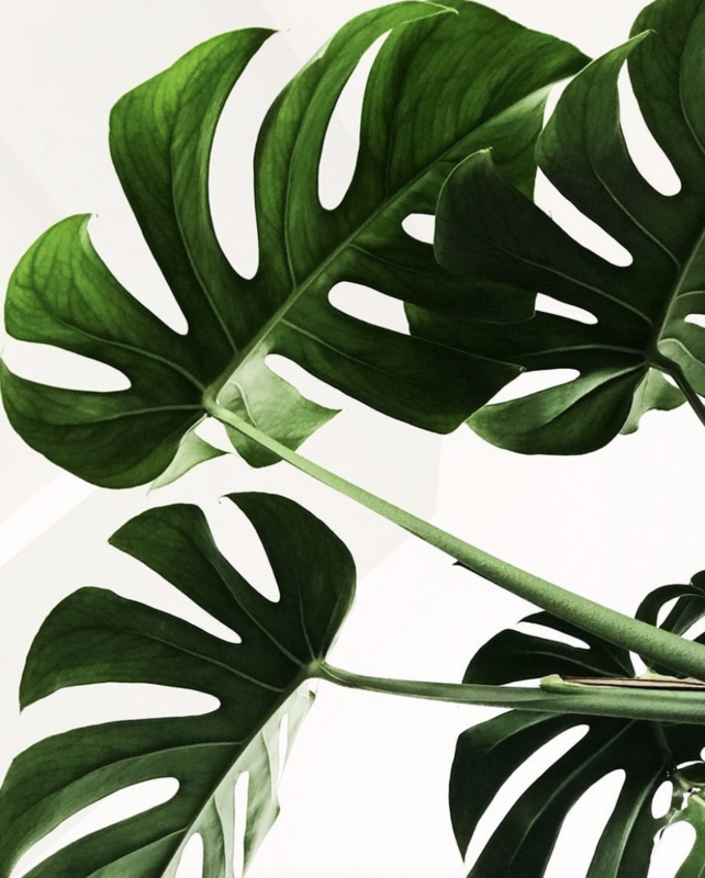 Gigarde Aloe Kosmetik - 1