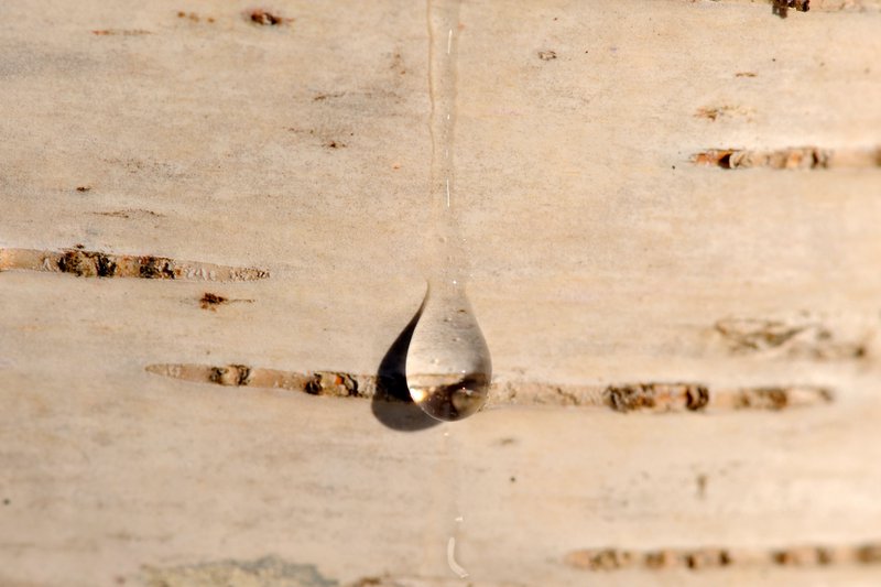 ÖselBirch - 2
