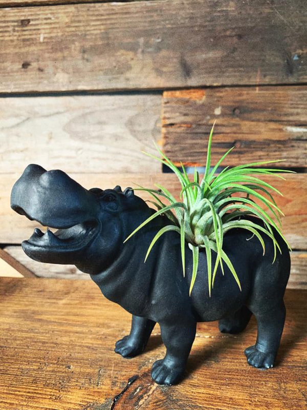 Airplantshop - 4