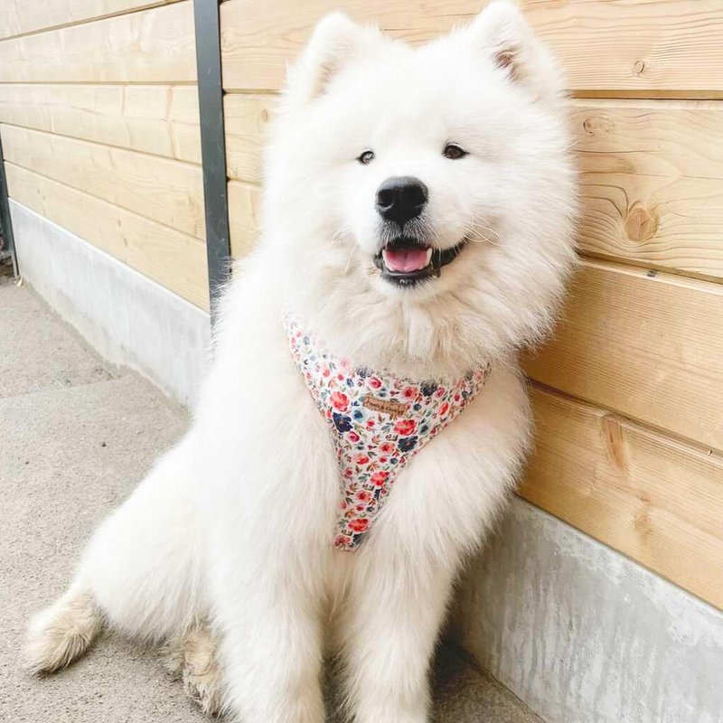 Floofs and Cookies - 7