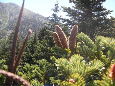 ABIES LAGRIMUS