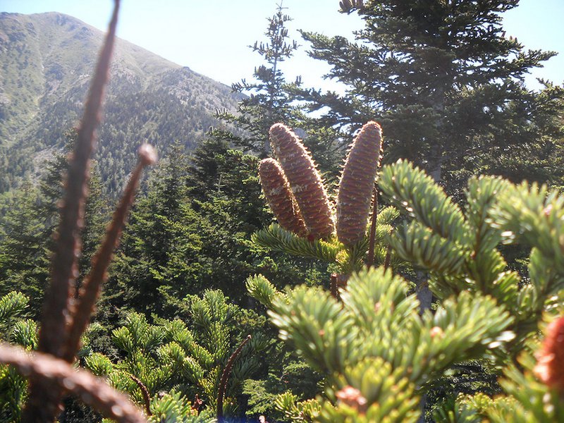 ABIES LAGRIMUS - 3