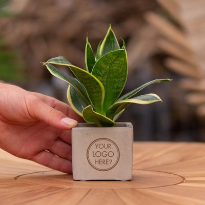 Promoplants