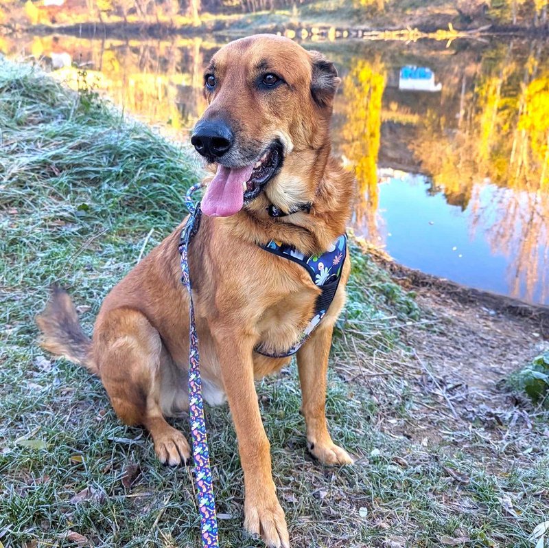 Goofy Goldens - 1