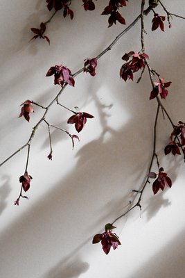 XiXi Floral Botanical