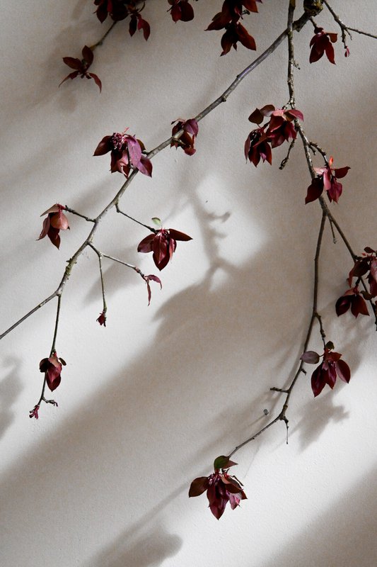 XiXi Floral Botanical - 4