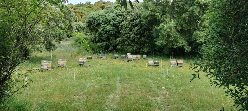 Hives Bio | Honey products - 2