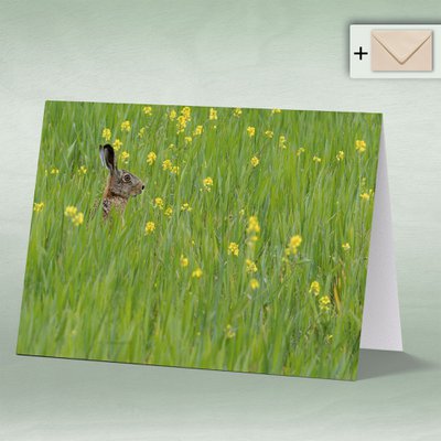 eye-comm Naturfotokarten