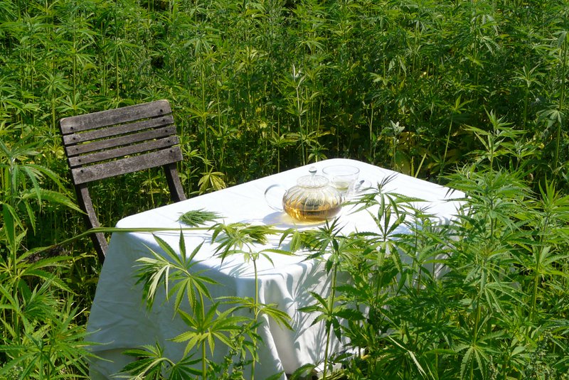 Dutch Harvest hemp tea - 5