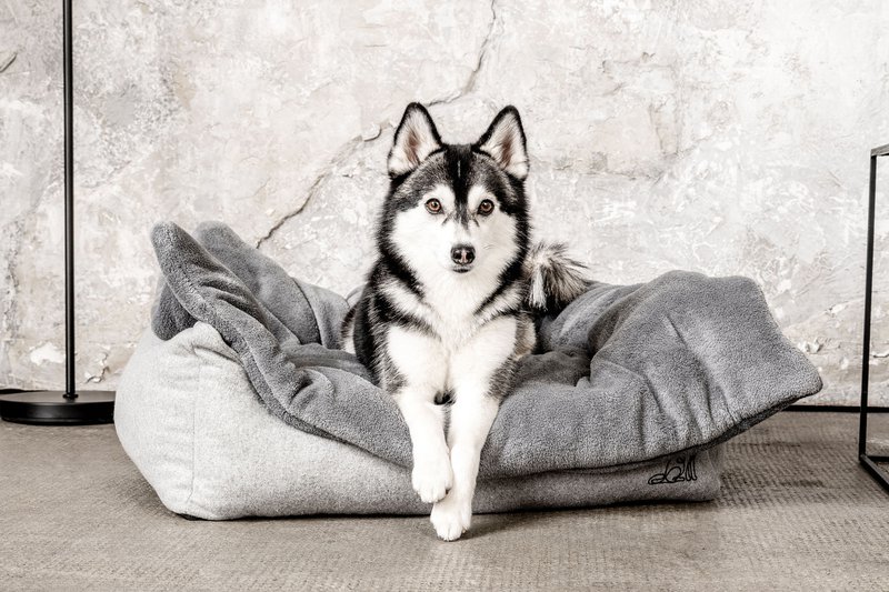 MOUNTAINDOG - 2
