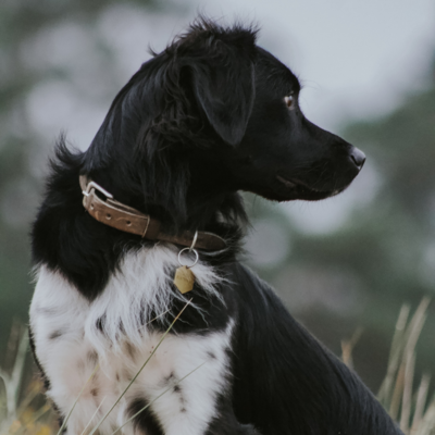 Cooper & Quint Dog Accessories