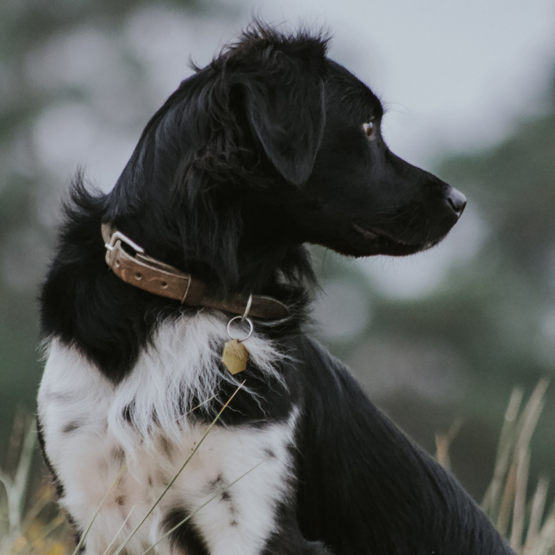 Cooper & Quint Dog Accessories - 4