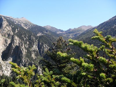 ABIES LAGRIMUS