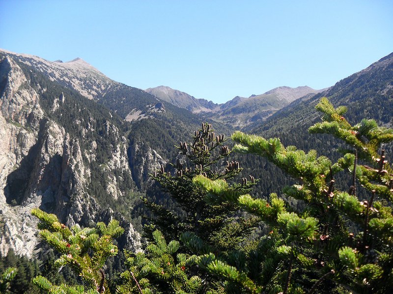 ABIES LAGRIMUS - 1